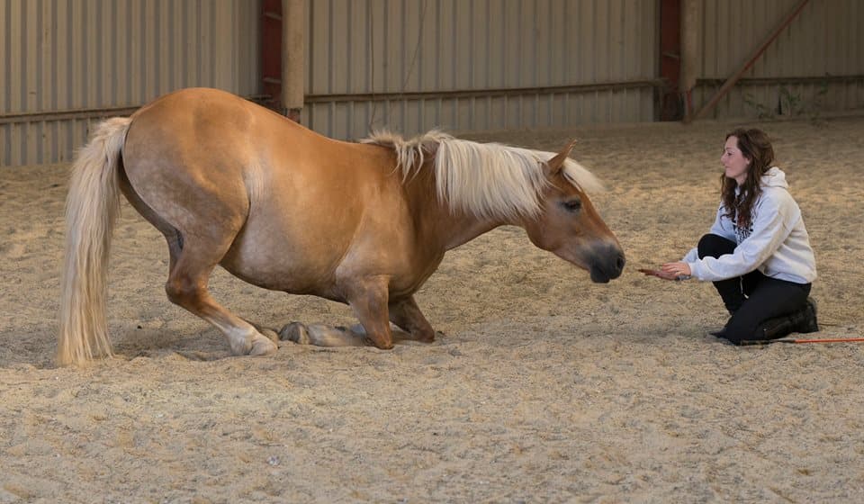 0830: Lucy Chester LC - Giving Horses The Freedom To Choose Through Liberty (Listeners' Choice) cover art