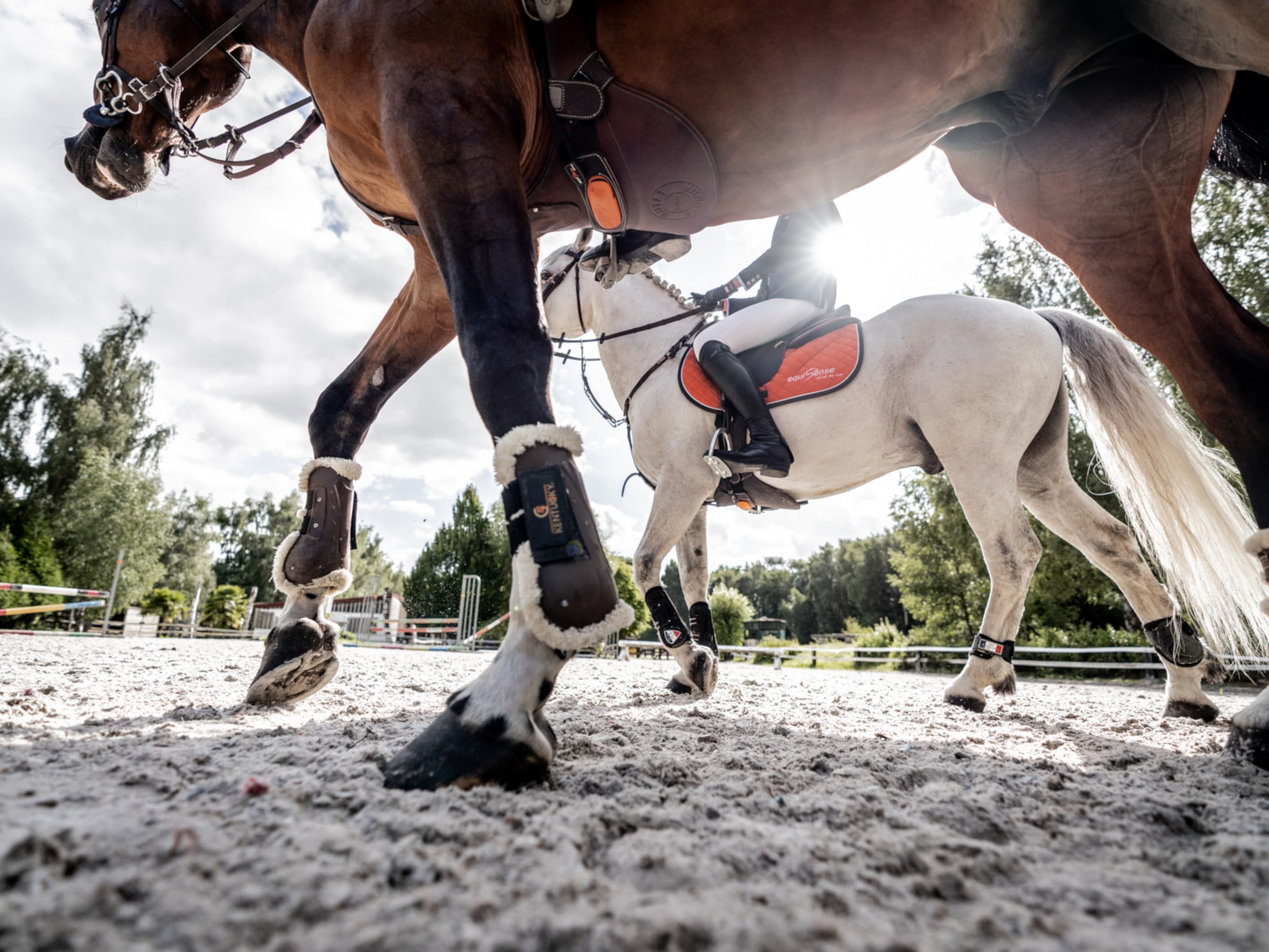 0769: Camille Saute - Equisense - App for Training Management and Measurement of Exercises and Programs cover art