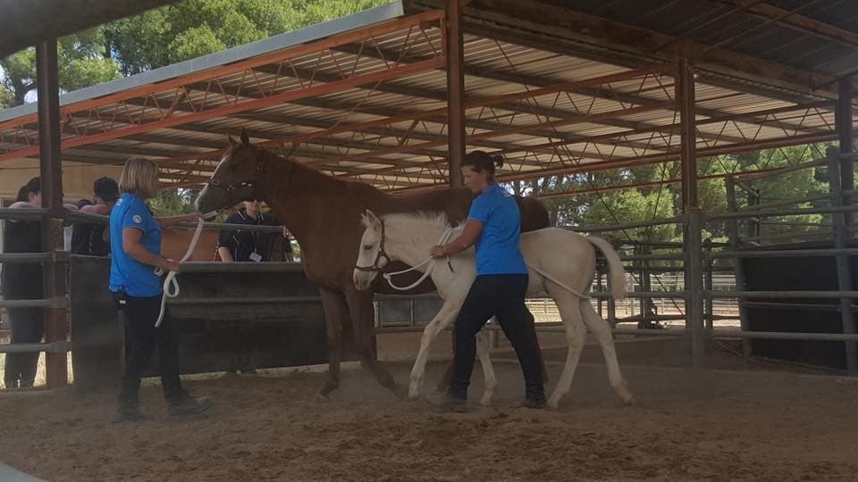 0252: Leigh Wills - Creating Foundation Behaviours In Foals To Give Every Horse the Opportunity To Be A Champion cover art