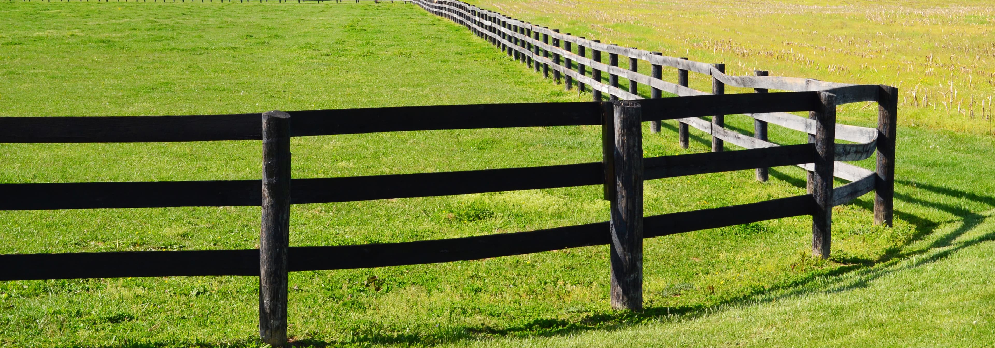 0335: Kerrie Swan-Bates - Youngest FEI Three Star Dressage Judge in Australia cover art