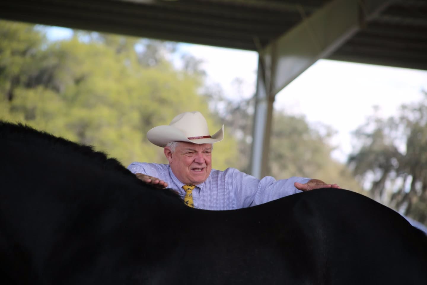 0220: Wayne Hipsley - Providing Legal Expertise About Horse Behaviour, Ethical Practices and Safety Around Horses cover art