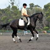 0207: Peter Turner - Always Consider Your Horse, Make Sure They Are Always Happy cover art