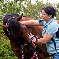 0764: Christine Thompson LC - Using Equine Massage To Keep Horses In Peak Physical and Mental Condition (Listeners' Choice) cover art