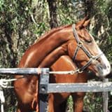 0324: Alison Jenkyn LC - Horses Don't Choose Us, We Choose Them So It Is Our Responsibility To Build The Partnership cover art