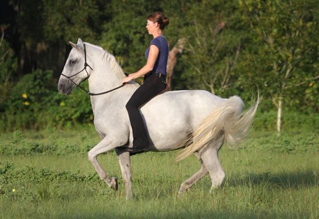 0563: Karen Rohlf LC - Combining Classical Dressage and Natural Horsemanship to Produce 'Dressage Naturally' (Listeners' Choice) cover art