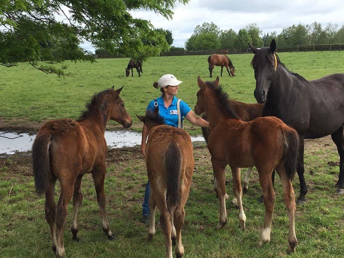 0383: Sally King - "Ten Tips When Working With Your Foal" cover art